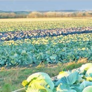 Kissel Cabbage